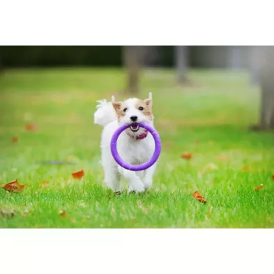 Puller Micro Ø12,5 cm – Idealny Atrybut Treningowy dla Małych Ras