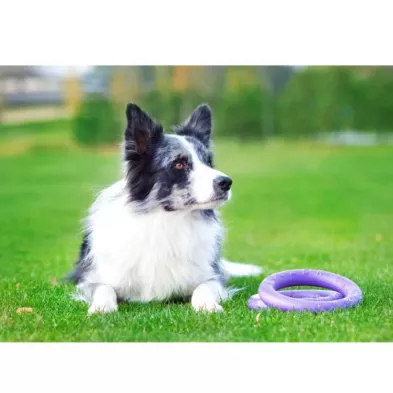 Puller Micro Ø12,5 cm – Idealny Atrybut Treningowy dla Małych Ras