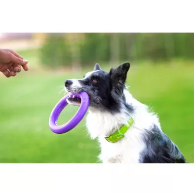 Puller Micro Ø12,5 cm – Idealny Atrybut Treningowy dla Małych Ras