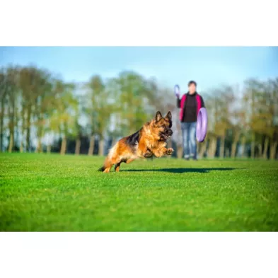 Puller Micro Ø12,5 cm – Idealny Atrybut Treningowy dla Małych Ras
