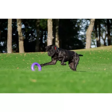 Puller Micro Ø12,5 cm – Idealny Atrybut Treningowy dla Małych Ras