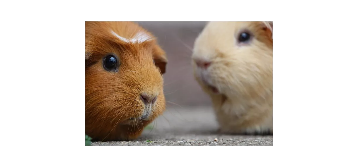 Karma dla myszoskoczka i sklep dla świnki morskiej