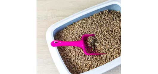 Najlepszy żwirek dla kota – Ranking 2025 | ReksioZoo